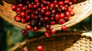 استقرار أسعار البن والفلفل مع استمرار تنافسية الأرز المخصص للتصدير في الأسواق